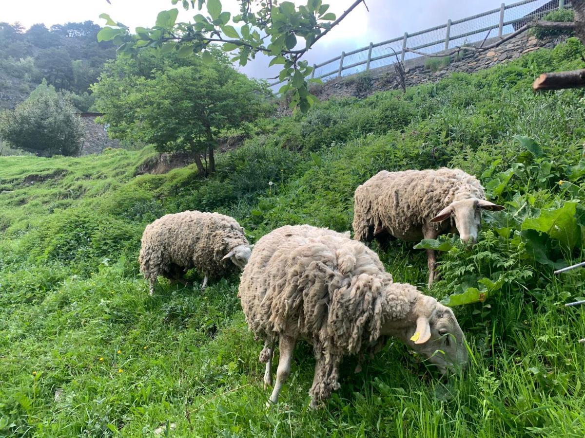 Siscaro - Peu Del Riu 310 - Vall D'Incles - Soldeu公寓 外观 照片
